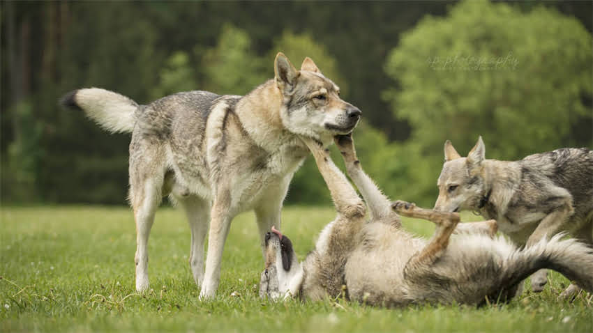 图片 成都拉布拉多犬舍推荐及详细地址导航（附选购指南与交通攻略）.jpg