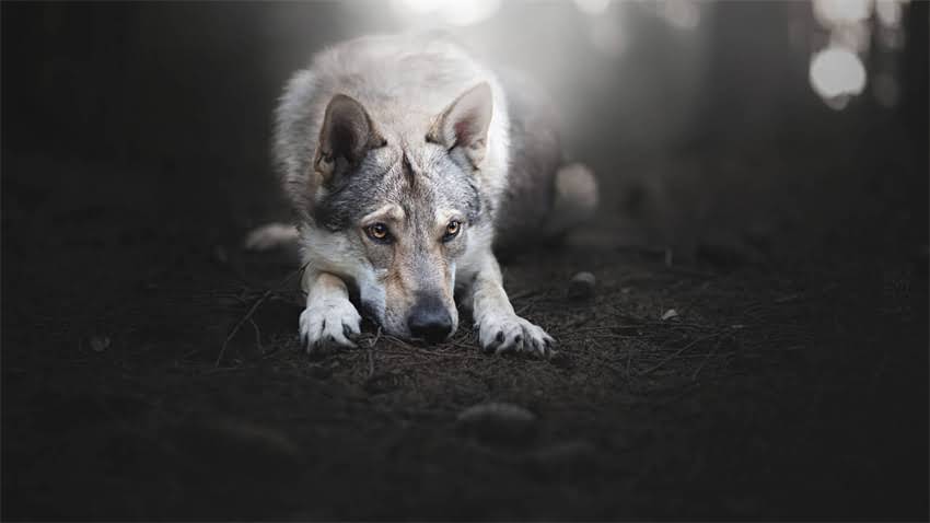 图片 成都拉布拉多犬舍推荐及详细地址导航（附选购指南与交通攻略）2.jpg