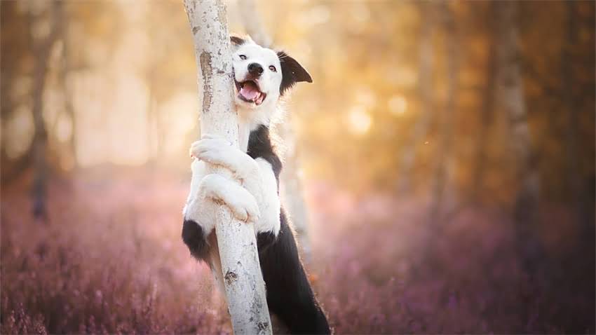 图片 成都阿拉斯加俱乐部：高端社交新地标，会员专属活动全1.jpg