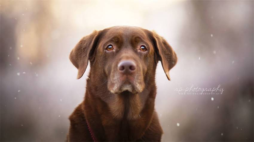 图片 成都阿拉斯加松狮串串香｜正宗川味+阿拉斯加松狮肉串，成都人吃了30年的灵魂小吃1.jpg