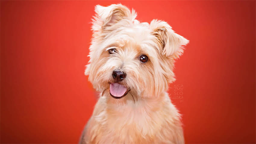 图片 成都阿拉斯加松狮串串香｜正宗川味+阿拉斯加松狮肉串，成都人吃了30年的灵魂小吃2.jpg