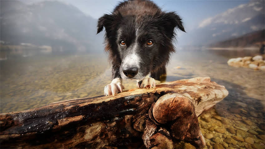 图片 成都雪纳瑞犬价格全：幼犬成年犬多少钱？血统与选购指南.jpg