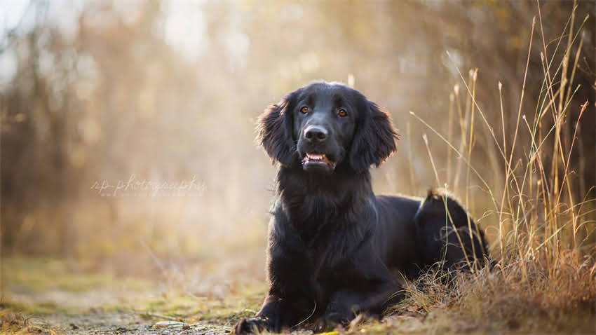 图片 成都雪纳瑞犬价格全：幼犬成年犬多少钱？血统与选购指南1.jpg