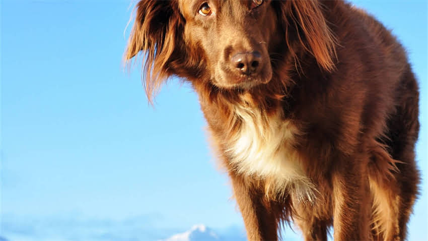 图片 我与泰迪犬的深夜陪伴：一个关于信任与温暖的情感故事1.jpg