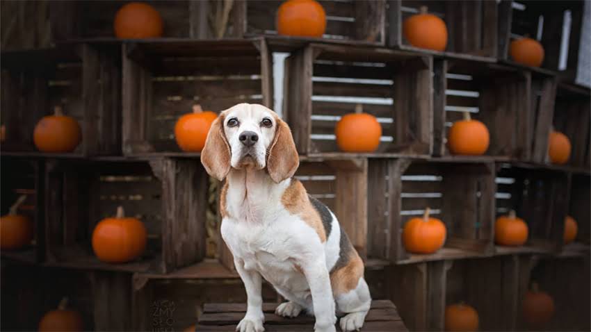 图片 我与泰迪犬的深夜陪伴：一个关于信任与温暖的情感故事2.jpg