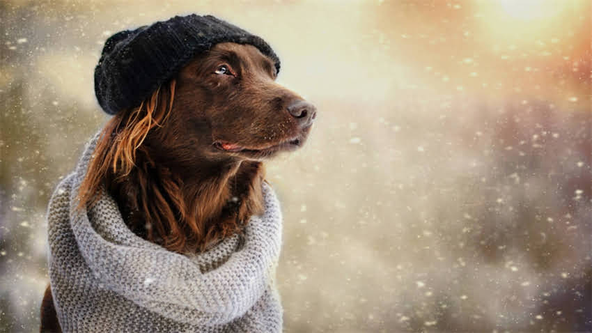 图片 打完狂犬疫苗后有哪些反应？医生详细解答常见症状及应对措施.jpg