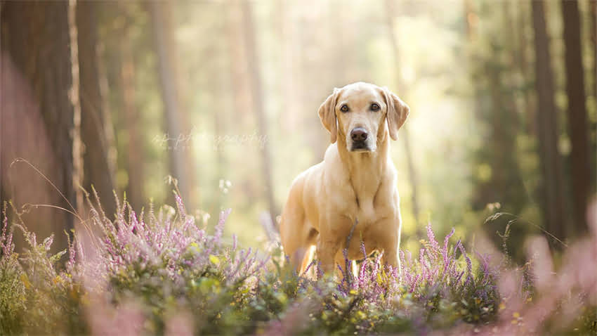 图片 打完狂犬疫苗后有哪些反应？医生详细解答常见症状及应对措施1.jpg