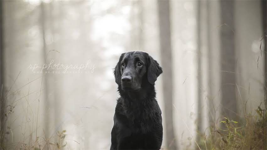 图片 打完狂犬疫苗后有哪些反应？医生详细解答常见症状及应对措施2.jpg