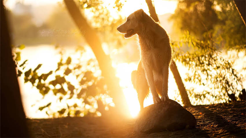 图片 打完疫苗后狗狗多久能洗澡？5大注意事项及科学护理指南1.jpg