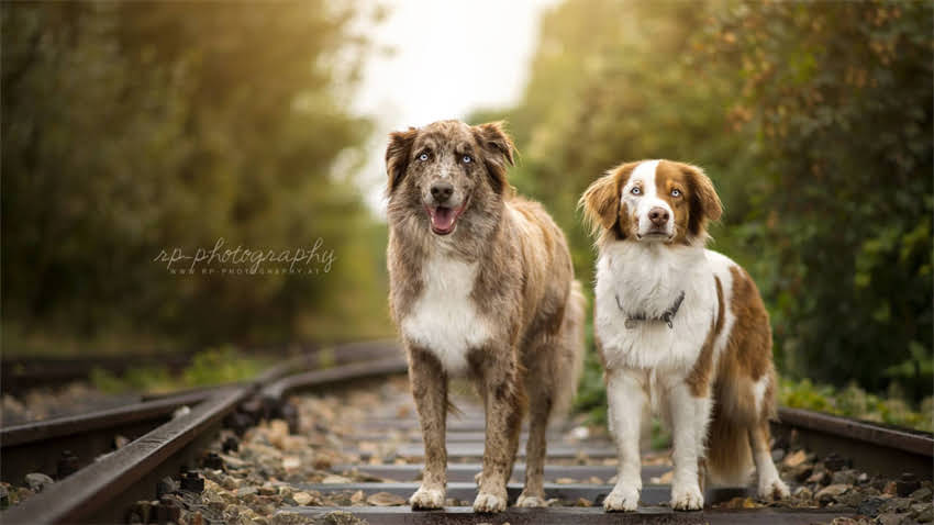 图片 打完疫苗后狗狗多久能洗澡？5大注意事项及科学护理指南2.jpg