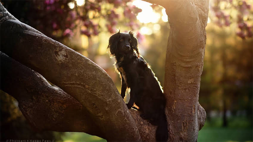 图片 打狂犬疫苗后腹泻怎么办？常见副作用及应对指南（附专家建议）.jpg
