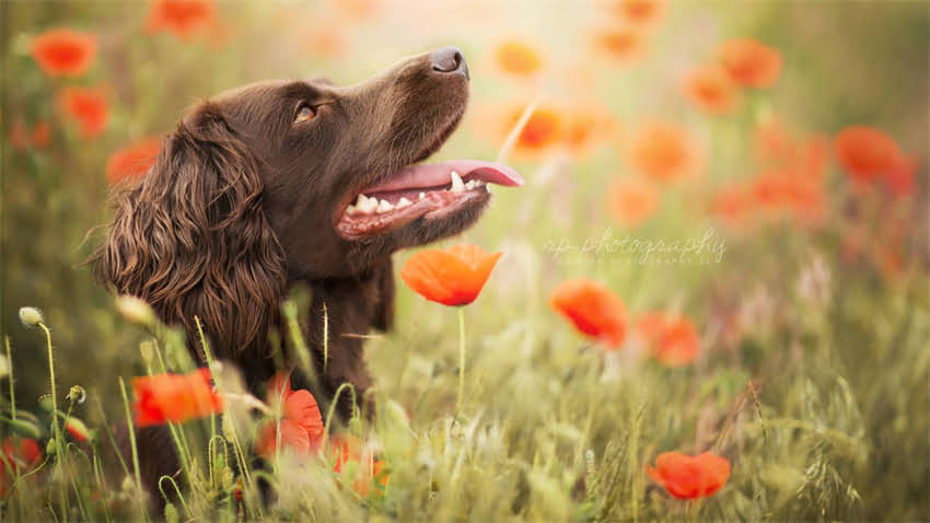 图片 打狂犬疫苗后腹泻怎么办？常见副作用及应对指南（附专家建议）2.jpg