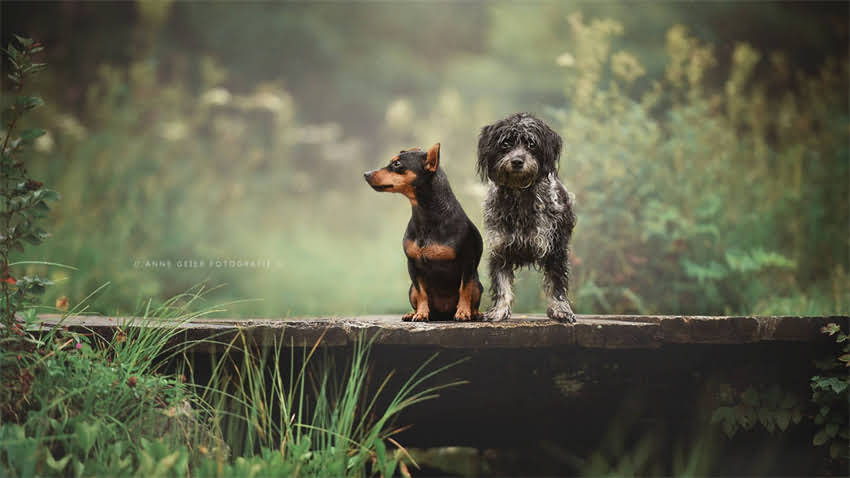 图片 拉布拉多CHD概率有多高？科学预防指南（附基因检测+日常养护全攻略）1.jpg