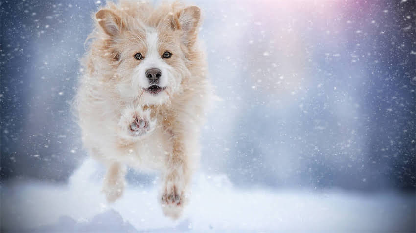 图片 拉布拉多CHD概率有多高？科学预防指南（附基因检测+日常养护全攻略）2.jpg