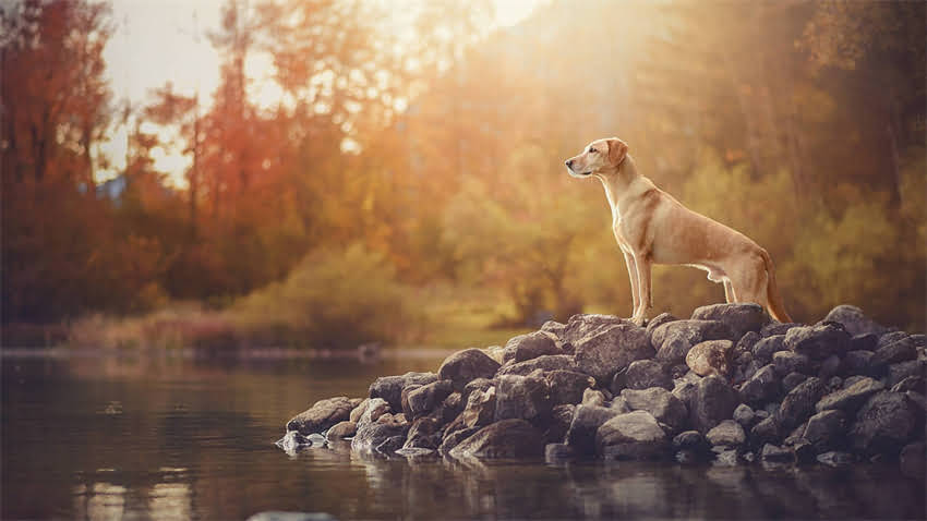 图片 拉布拉多CKU训练全攻略：新手必看的认证标准与科学训练技巧.jpg