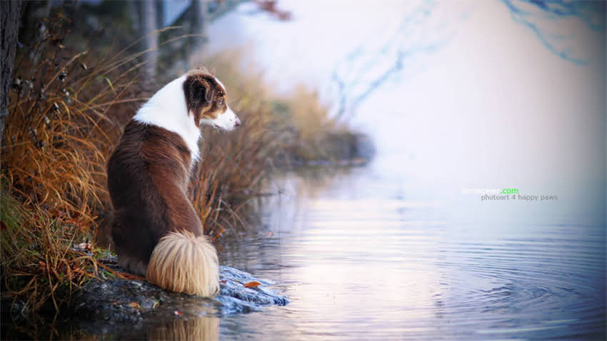 图片 拉布拉多CKU训练全攻略：新手必看的认证标准与科学训练技巧1.jpg