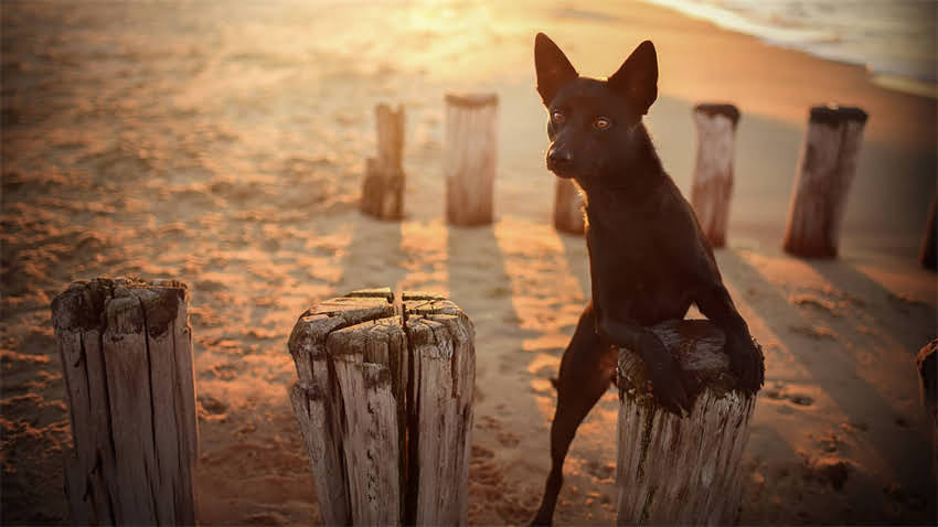 图片 拉布拉多CKU训练全攻略：新手必看的认证标准与科学训练技巧2.jpg