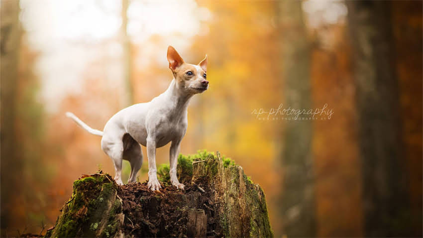 图片 拉布拉多vs萨摩耶体型对比：优缺点与饲养指南.jpg