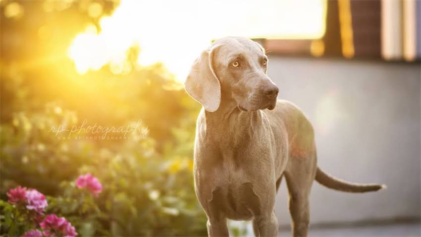 图片 拉布拉多vs萨摩耶体型对比：优缺点与饲养指南1.jpg