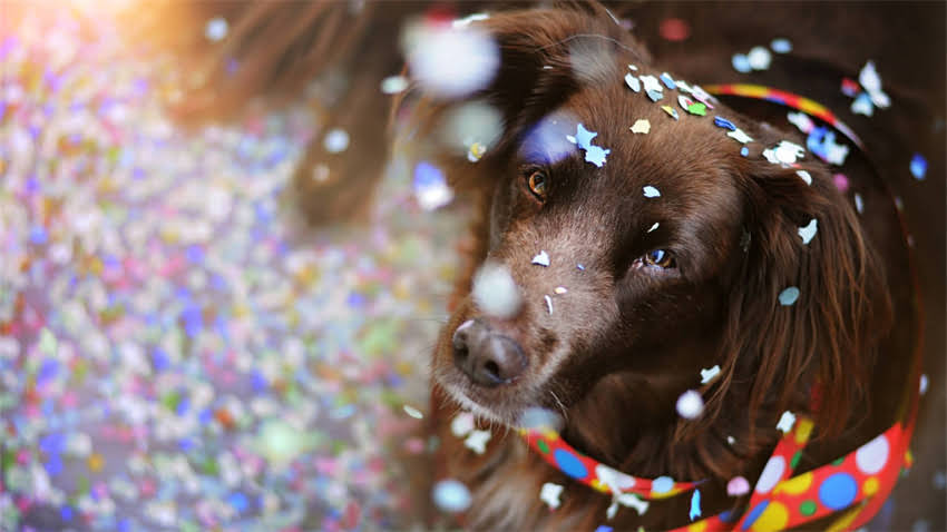 图片 拉布拉多vs萨摩耶体型对比：优缺点与饲养指南2.jpg