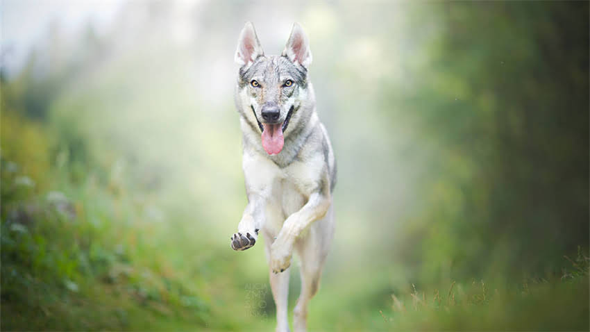 图片 拉布拉多vs金毛：全面5大核心差异，新手养狗必看指南（附饲养对比表）.jpg