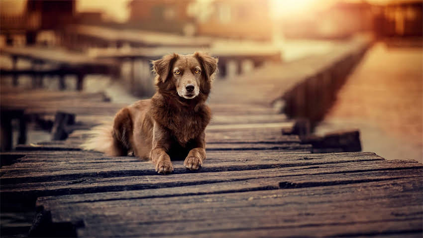 图片 拉布拉多vs金毛：全面5大核心差异，新手养狗必看指南（附饲养对比表）2.jpg