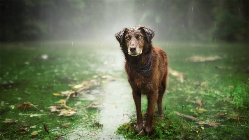 图片 拉布拉多一天洗一次澡科学吗？专业宠物医生详解洗澡频率与护理指南2.jpg