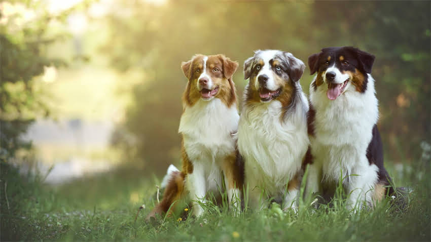 图片 拉布拉多不能吃的5大肉类：这3种吃一口就中毒，5种高蛋白肉可放心喂.jpg