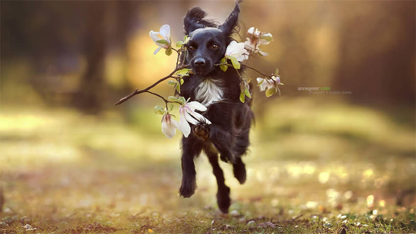 图片 拉布拉多与德牧打架真相：品种特性、应对策略与预防指南（附专家建议）.jpg