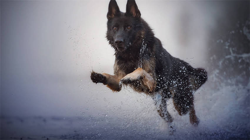 图片 拉布拉多与德牧打架真相：品种特性、应对策略与预防指南（附专家建议）1.jpg