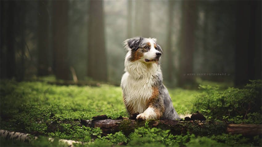 图片 拉布拉多与德牧混血攻略：优缺点全及科学配种指南.jpg