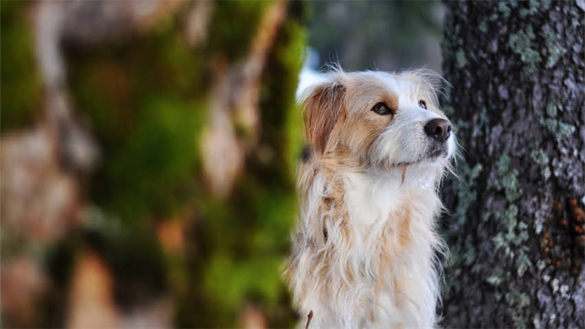 图片 拉布拉多与德牧混血攻略：优缺点全及科学配种指南1.jpg