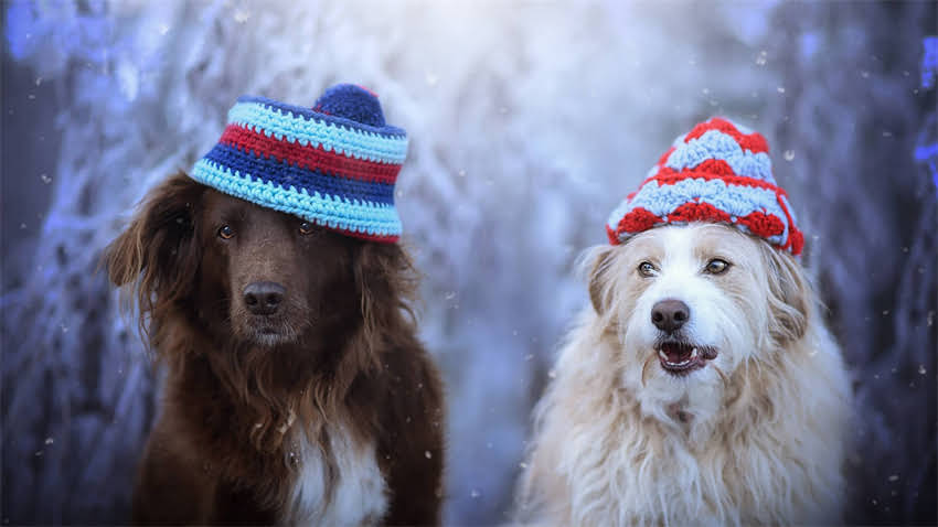 图片 拉布拉多与波音达对比全：哪种更适合家庭饲养？1.jpg