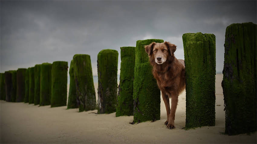 图片 拉布拉多中暑怎么办？夏季防暑指南+急救措施+常见误区，养狗人必看！.jpg