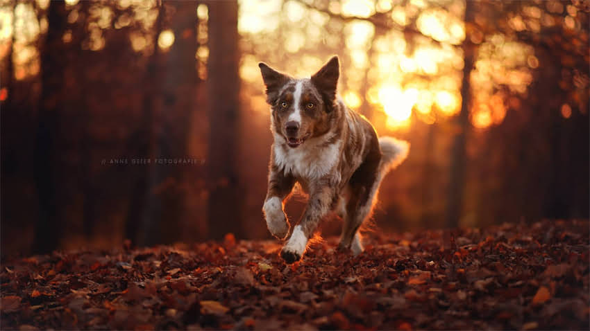 图片 拉布拉多中暑怎么办？夏季防暑指南+急救措施+常见误区，养狗人必看！2.jpg