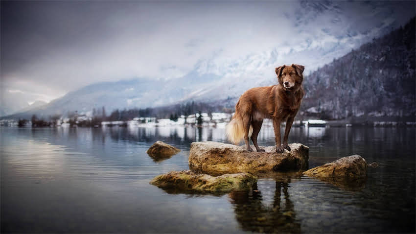 图片 拉布拉多临终前的10个危险信号（附专业兽医解读）.jpg