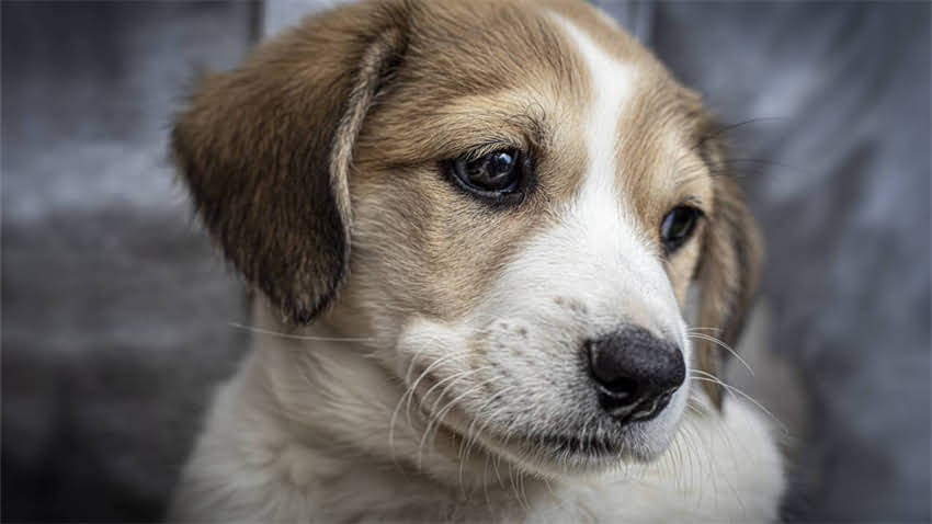 图片 拉布拉多临终前的10个危险信号（附专业兽医解读）1.jpg