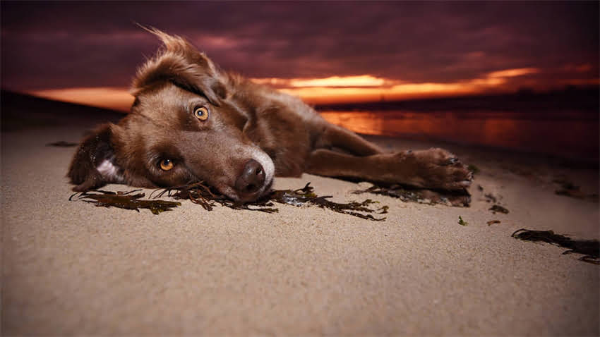 图片 拉布拉多临终前的10个危险信号（附专业兽医解读）2.jpg