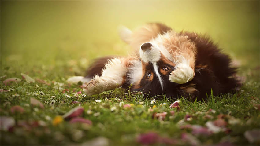 图片 拉布拉多乘车呕吐怎么办？3大原因及应对措施，让狗狗安心出行.jpg