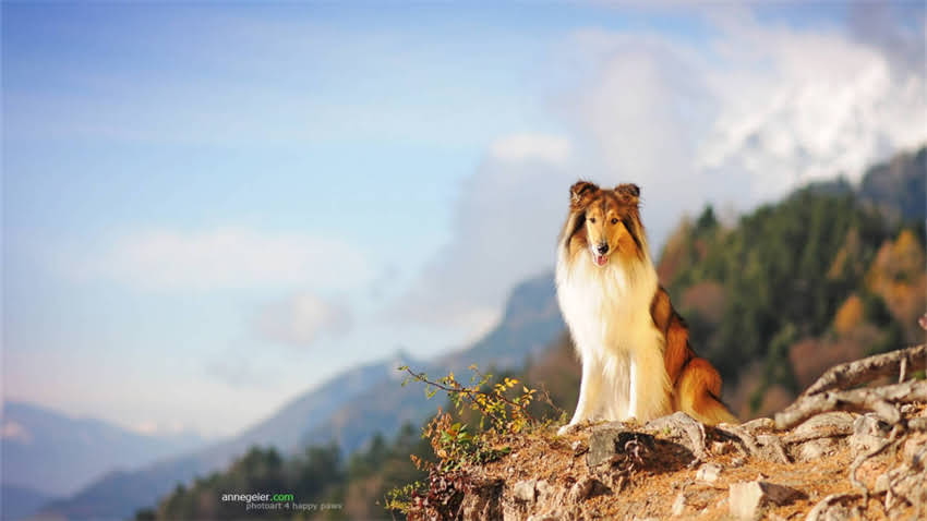 图片 拉布拉多乘车呕吐怎么办？3大原因及应对措施，让狗狗安心出行1.jpg