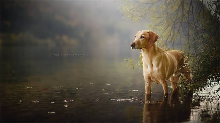 图片 拉布拉多乘车呕吐怎么办？3大原因及应对措施，让狗狗安心出行2.jpg