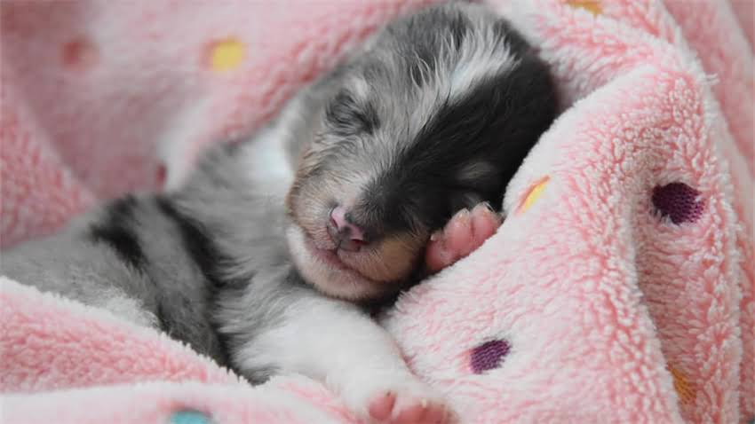 图片 拉布拉多体重标准与科学食量指南：从幼犬到成年的全周期喂养方案.jpg