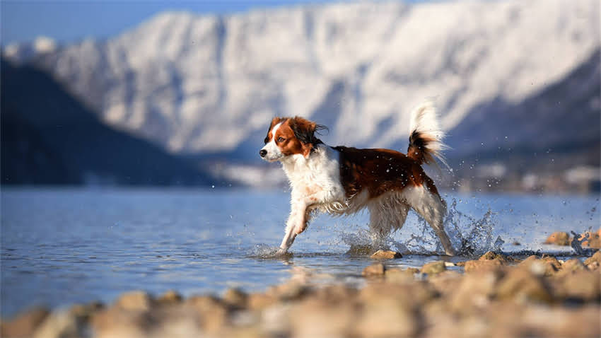图片 拉布拉多体重标准与科学食量指南：从幼犬到成年的全周期喂养方案1.jpg