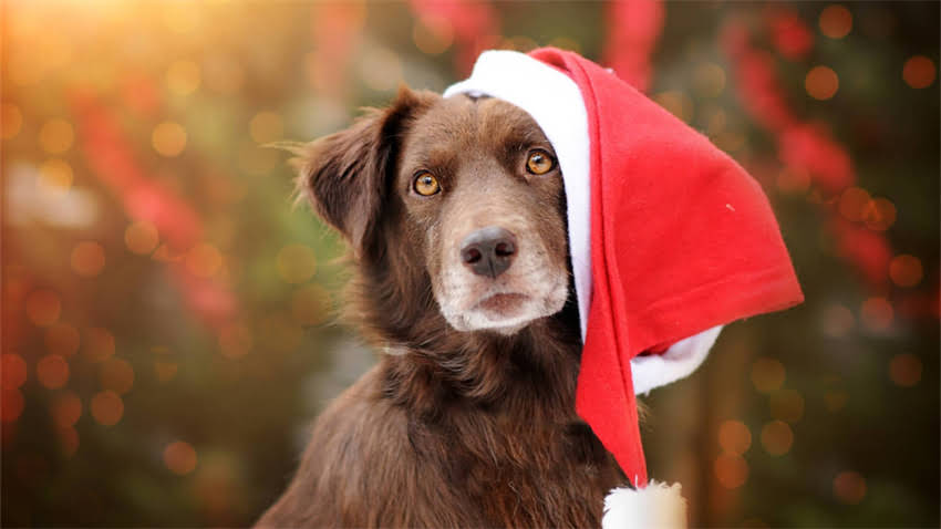 图片 拉布拉多体重标准与科学食量指南：从幼犬到成年的全周期喂养方案2.jpg