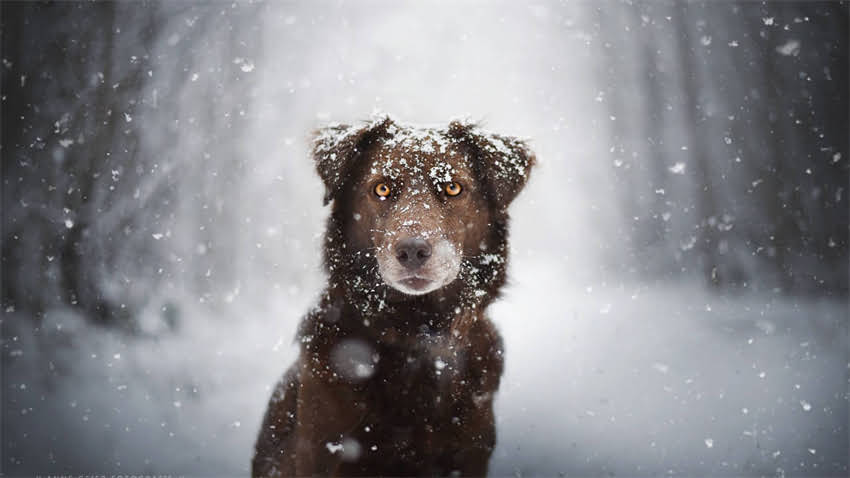 图片 拉布拉多全攻略：科学驱虫时间表与实用指南（附用药推荐）.jpg