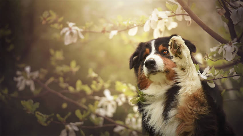 图片 拉布拉多全攻略：科学驱虫时间表与实用指南（附用药推荐）1.jpg