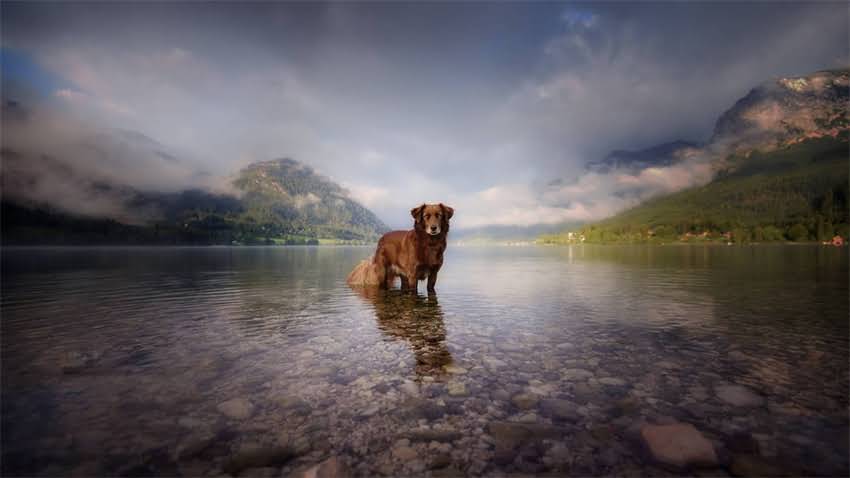 图片 拉布拉多全攻略：科学驱虫时间表与实用指南（附用药推荐）2.jpg