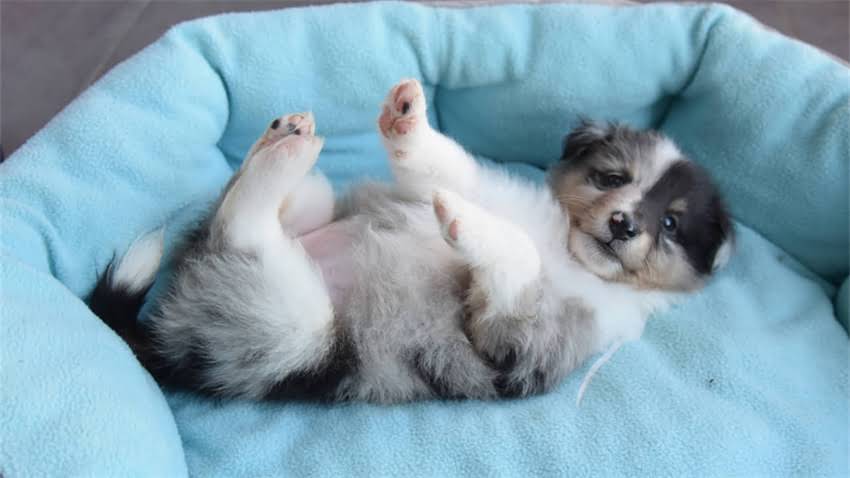 图片 拉布拉多卷耳品种全：饲养指南与健康养护要点.jpg