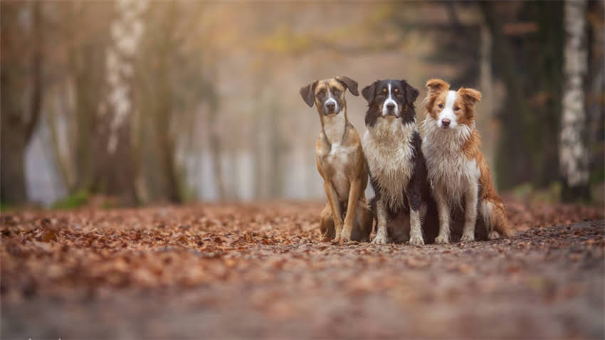 图片 拉布拉多卷耳品种全：饲养指南与健康养护要点1.jpg