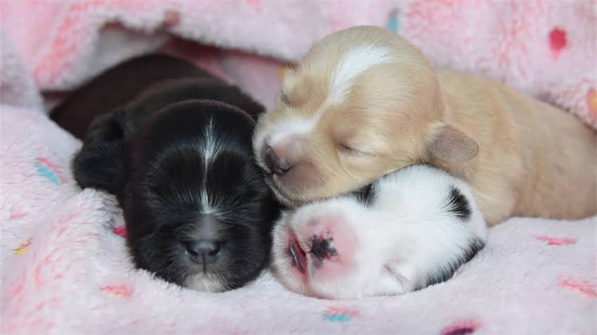 图片 拉布拉多可以吃鸡蛋吗？这份营养指南让毛孩子越吃越健康.jpg